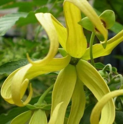 Uleiul esential de ylang-ylang