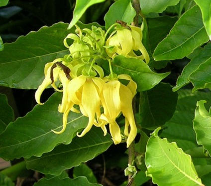 Uleiul esential de afrodiziac ylang-ylang și utilizarea sa în medicină și cosmetică (utilizate în medicină și cosmetică) Uleiul esential de ylang-ylang afrodiziac și utilizarea sa în medicină și cosmetologie