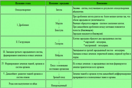 dezvoltarea embrionară (embrionare) embriogenezei