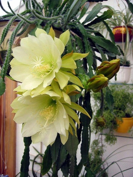 Epiphyllum - descriere, îngrijirea, reproducerea și boala, Greenhome