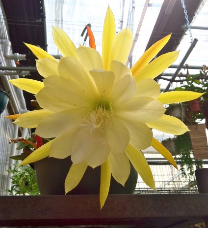 Epiphyllum - descriere, îngrijirea, reproducerea și boala, Greenhome