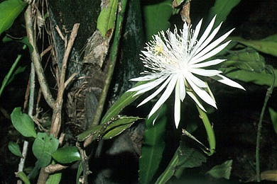 Epiphyllum - descriere, îngrijirea, reproducerea și boala, Greenhome