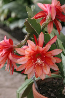 Epiphyllum - descriere, îngrijirea, reproducerea și boala, Greenhome