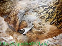găini molting naturale (găini năpârlesc) găini molting naturale