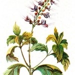 Etapa 4 (boala renala inflamatorie) Etapa 4