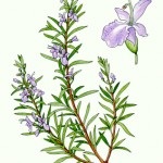 Etapa 4 (rinichi tractului urinar) Etapa 4