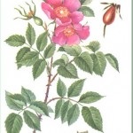 Etapa 4 (boala renala inflamatorie) Etapa 4