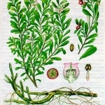 Etapa 4 (boala renala inflamatorie) Etapa 4