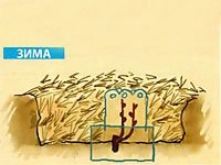 Etapele de formare a viței de vie - hacienda-on-line (lăstari) Etapele de formare a viței de vie - hacienda-on-line