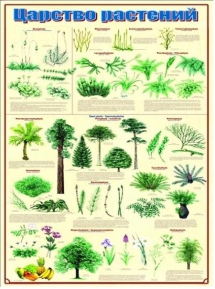 Acest lucru uimitor regnul vegetal! (plante) Acest lucru uimitor regnul vegetal!