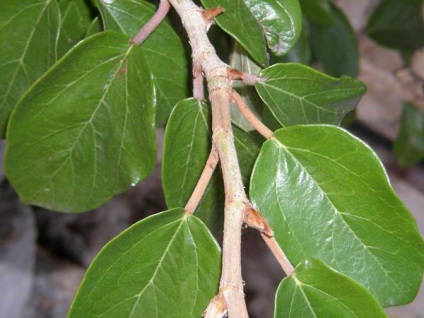 Ficus otrăvitoare sau nu pentru persoana (Ficus) Ficus otrăvitoare sau nu pentru om