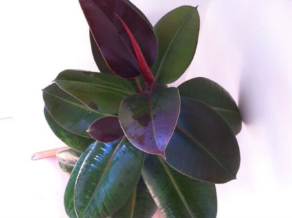 Ficus otrăvitoare sau nu pentru oameni (toxice) Ficus otrăvitoare sau nu pentru om