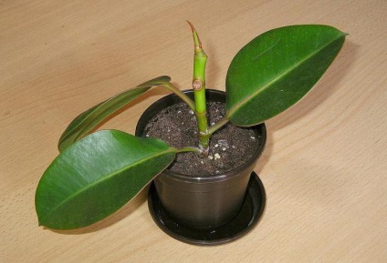 Ficus otrăvitoare sau nu pentru o persoană (negativ afectează sănătatea) Ficus otrăvitoare sau nu pentru om