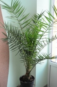 Curmali palmat, Canare, Robel, floralsense (data Canare) Curmali sunt palmat, Canare, timid, floralsense