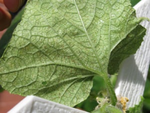 Fitoverm pentru plante de apartament - instrucțiuni de utilizare, pro și contra (utilizare) Fitoverm pentru plante de apartament - instrucțiuni de utilizare, pro și contra
