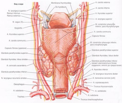 Efectele fiziologice ale hormonilor tropic - studopediya