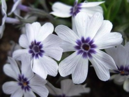 plantare Brumărele stiloid și fotografie de îngrijire când să semene semințe, recenzii (brumărele) plantare stiloid Brumărele și fotografie de îngrijire când să semene semințe, comentarii