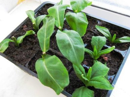 plantare Brumărele stiloid și fotografie de îngrijire când să semene semințe, recenzii (plantare) plantare stiloid Brumărele și fotografie de îngrijire când să semene semințe, comentarii