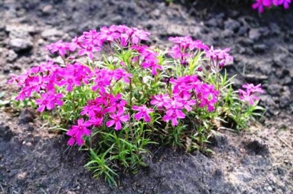 plantare Brumărele stiloid și fotografie de îngrijire când să semene semințe, recenzii (plantare) plantare stiloid Brumărele și fotografie de îngrijire când să semene semințe, comentarii
