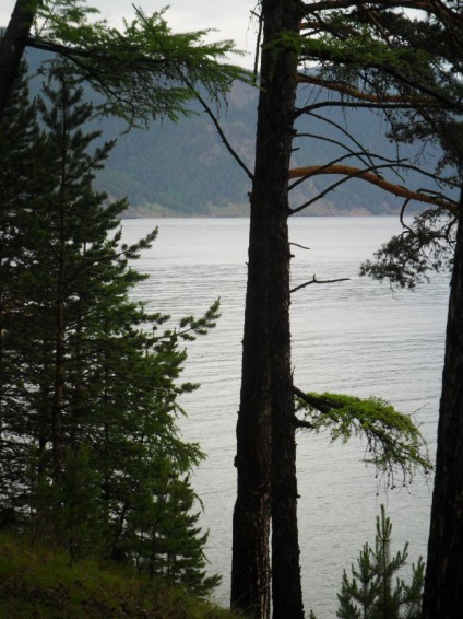 Foto Baikal, pisici de mare (2011) (mai mult) Foto Baikal, pisici de mare (2011)