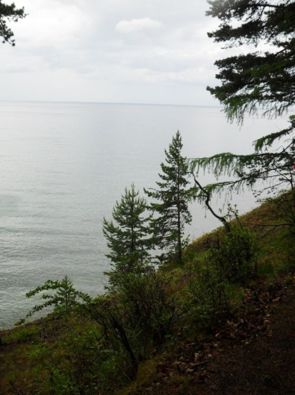 Foto Baikal, pisici de mare (2011) (mai mult) Foto Baikal, pisici de mare (2011)