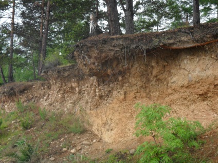 Foto Baikal, pisici de mare (2011) (Pisici) Foto Baikal, pisici de mare (2011)