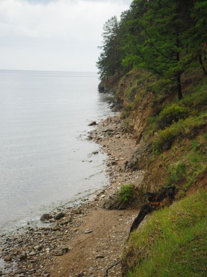 Foto Baikal, pisici de mare (2011) (foto) Foto Baikal, pisici de mare (2011)