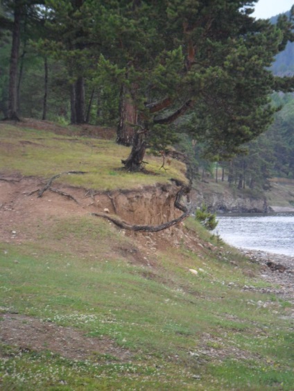 Foto Baikal, pisici de mare (2011) (mai mult) Foto Baikal, pisici de mare (2011)