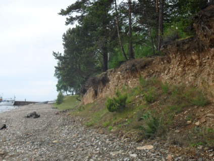 Foto Baikal, pisici de mare (2011) (Pisici) Foto Baikal, pisici de mare (2011)