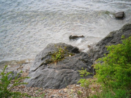 Foto Baikal, pisici de mare (2011) (foto) Foto Baikal, pisici de mare (2011)