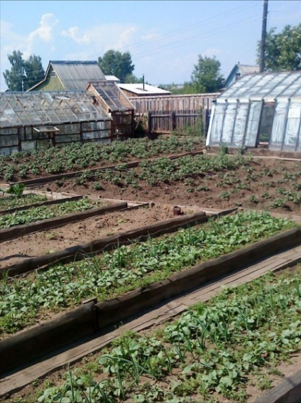 Raportul foto cu privire la modul de a acoperi vechi policarbonat cu efect de seră (foi de policarbonat cu efect de seră) Raportul foto cu privire la modul de a acoperi vechi policarbonat cu efect de seră