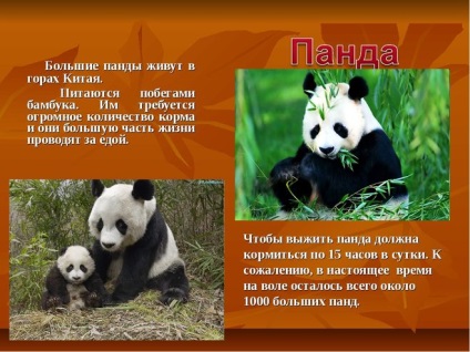 Unde sunt ursii panda 1 (panda) Unde sunt ursii panda 1