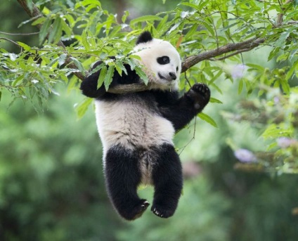 Unde sunt ursii panda 1 (vii) Unde sunt ursii panda 1