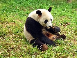 Unde sunt ursii panda 1 (unde) Unde sunt ursii panda 1