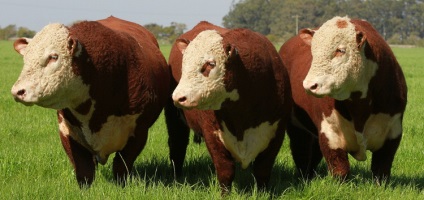 Hereford - vaci de carne de vită rasa (vaci) Hereford - rasa bovine de carne de vită
