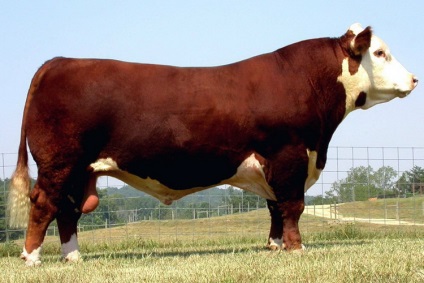 Hereford - carne de vită din rasa vaci (caracteristici) Hereford - rasa bovine de carne de vită