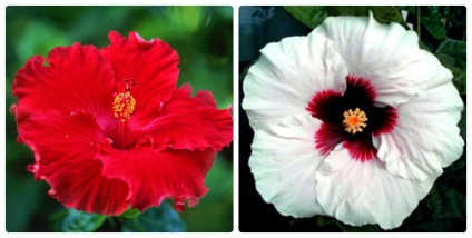 Hibiscus (China a crescut) de îngrijire, transplant, reproducerea (grefare) Hibiscus (China a crescut) de îngrijire, transplant, reproducerea