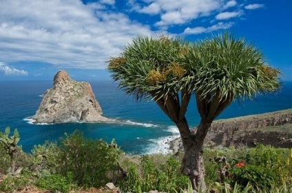 copac uriaș în Tenerife, copac dragon, minuni ale naturii