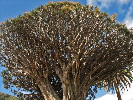 copac uriaș în Tenerife, copac dragon, minuni ale naturii