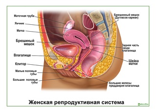 Echipament pentru ginecologic ginecologică> cumpăra și a prețurilor la Moscova, comerțul cu ridicata și cu amănuntul (Ginecologie) Echipament pentru ginecologic ginecologică> cumpăra și a prețurilor la Moscova, cu ridicata și cu amănuntul