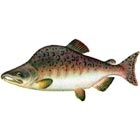 fotografie Loach, pregătire, avantaje și prejudicii (proprietăți char) fotografii Golec, pregătire, avantaje și prejudicii