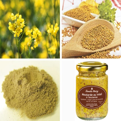 Muștar - cel mai popular condiment lume, magie (muștar) Muștar - cel mai popular condiment lume magica