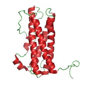 Hormon Prolactina (polipeptide vasoactive intestinal) Prolactina