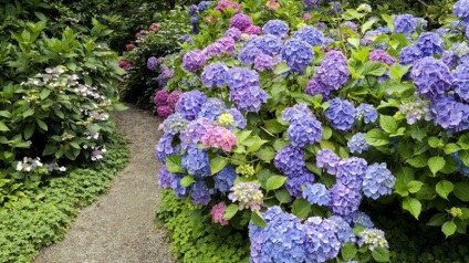 plantarea hortensie copac și de îngrijire, tăierea, transplantarea (culturi) plantare hortensie copac și de îngrijire, tăiere, transplantare