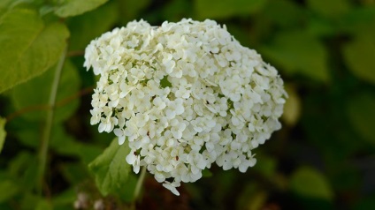 plantarea hortensie copac și de îngrijire, tăiere, transplantarea (îngrijire) plantare hortensie copac și de îngrijire, tăiere, transplantare