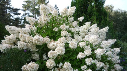 plantarea hortensie copac și de îngrijire, tăiere, transplantarea (îngrijire) plantare hortensie copac și de îngrijire, tăiere, transplantare