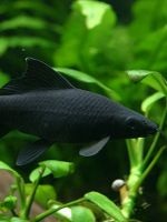 Grotele Aquarium (acvariu, puteți crea) Grotele Aquarium