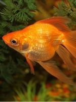 Grotele pentru acvariu (Aquarium Grota pot fi create) Grotele Aquarium