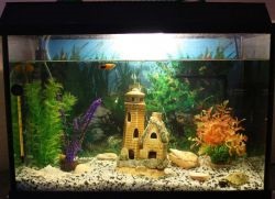 Peșteri pentru un acvariu (rezervor mainsail pește poate) Grotele Aquarium