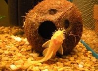 Peșteri pentru un acvariu (rezervor mainsail pește poate) Grotele Aquarium